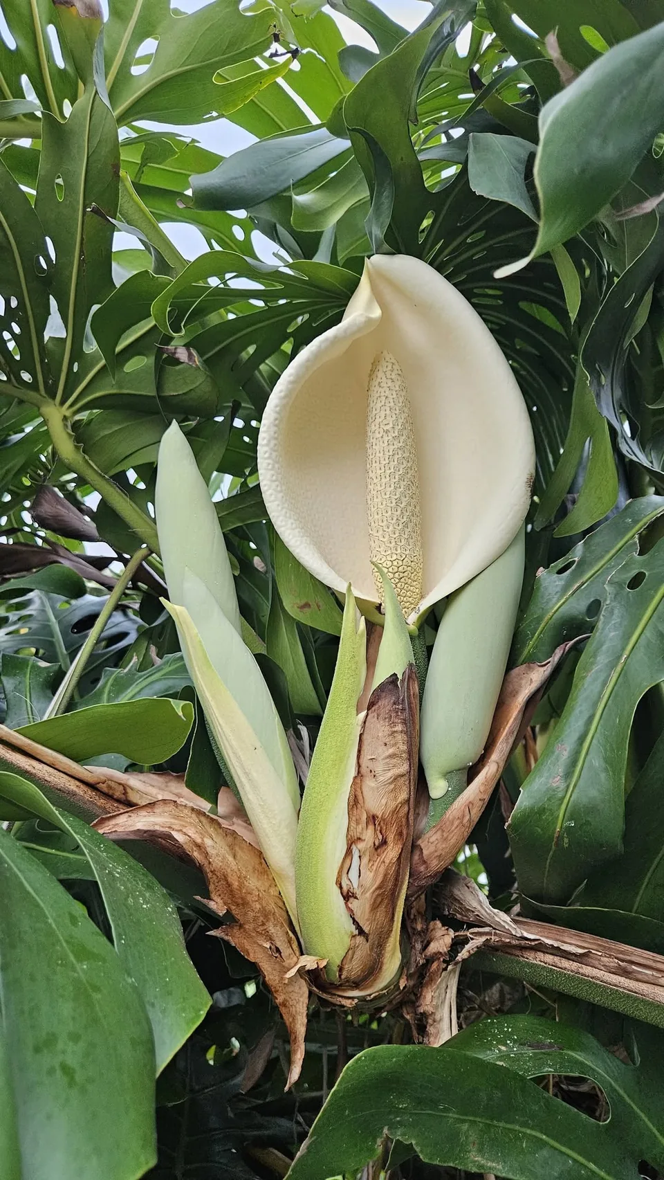 Квітка монстери (Monstera deliciosa) на Мадейрі - цвітіння монстери серед тропічної зелені